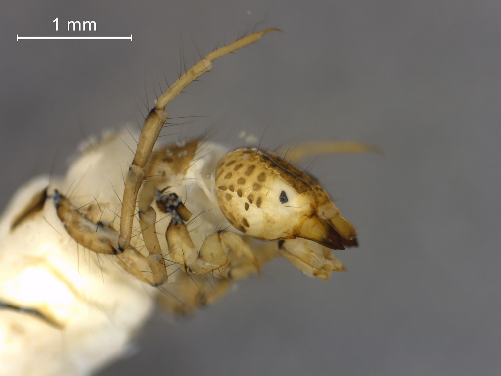 Ceraclea senilis